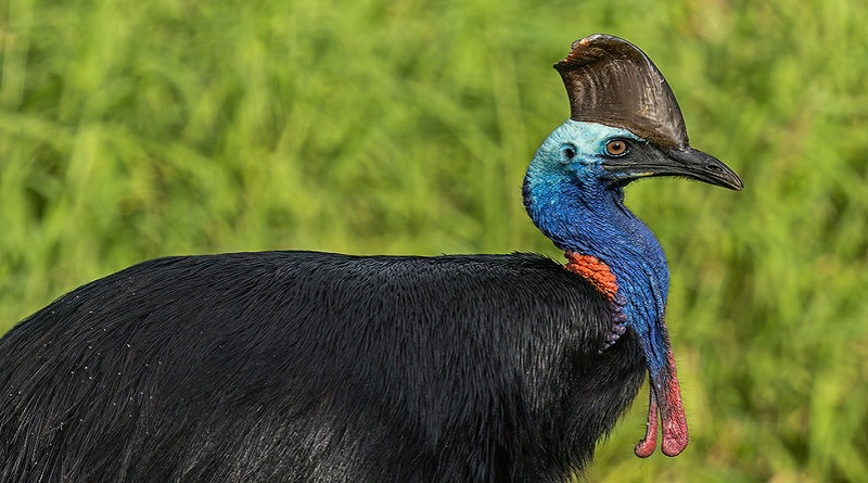 Three of the world’s scariest birds in Sri Lanka. - Sri Lanka News