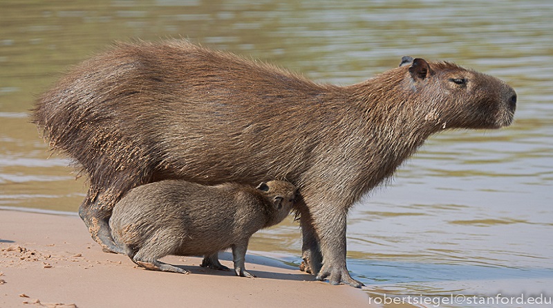 The biggest rat in the world is in Sri Lanka - Sri Lanka News