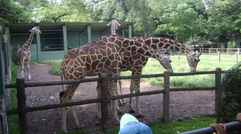 Giraffe dies in Dehiwala zoo